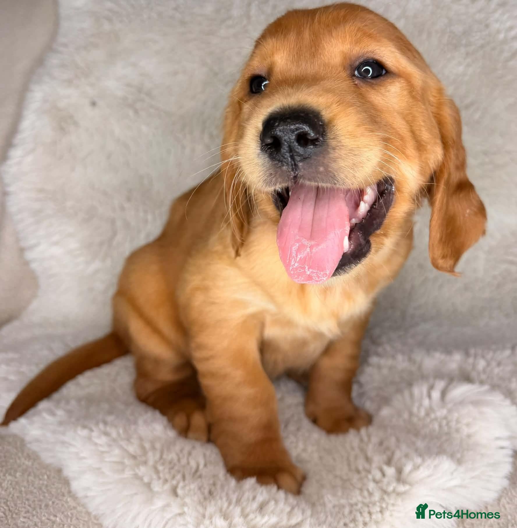 Golden Retriever dogs Stunning KC registered dark puppies - Advert 1