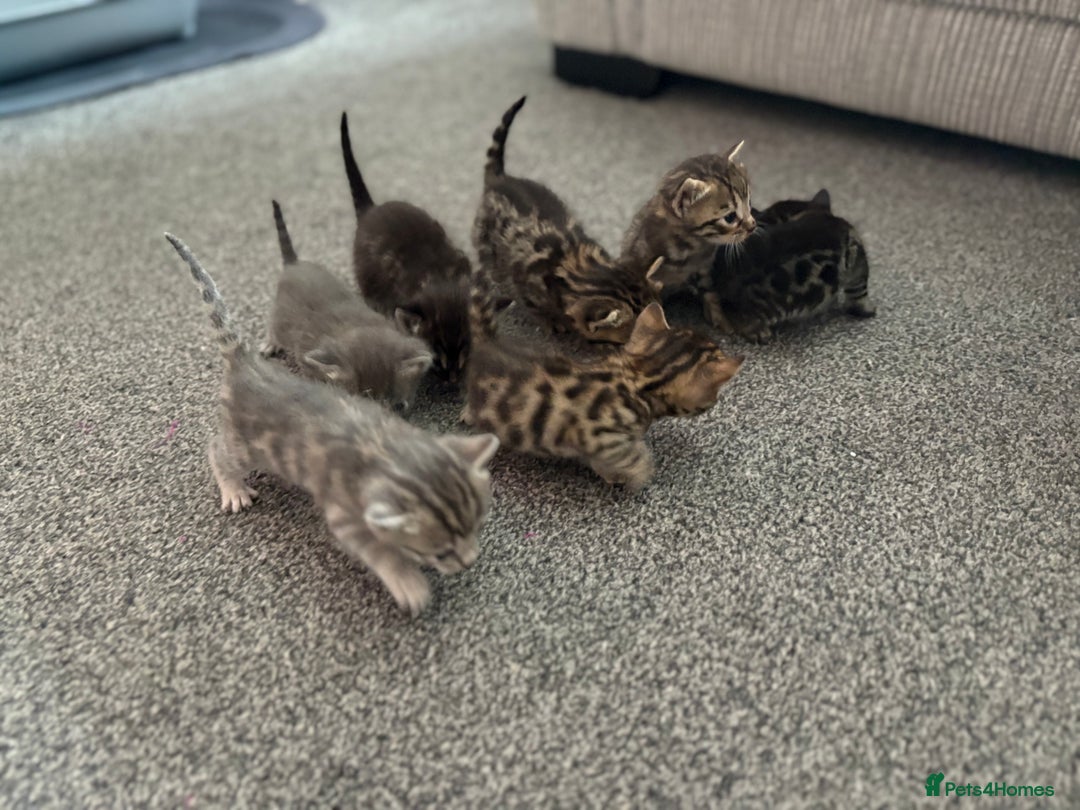 Bengal cats for sale: Russian Blue Bengal Kittens - Image 1