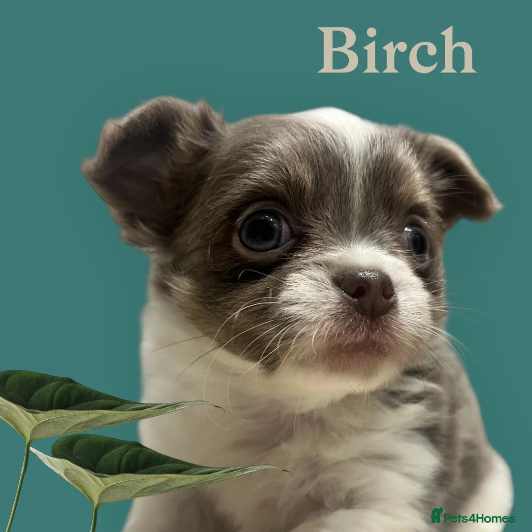 Chihuahua dogs for sale: Lovely fluffy Chihuahua 💕 boys & girls - Advert 7