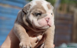 English Bulldog dogs for sale: English bulldogs - Image 10