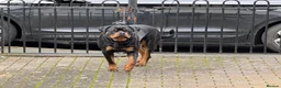 Rottweiler dogs for sale: KC Srb Rottweilers 19 champion winning bloodlines - Advert 10