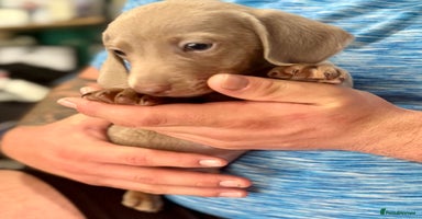 Dachshund dogs - Advert 8