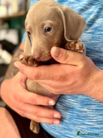 Dachshund dogs - Advert 3