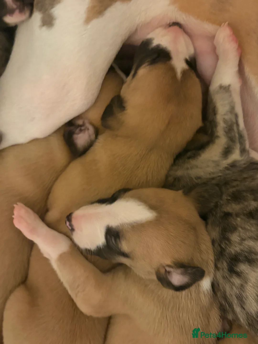Whippet dogs for sale: KC whippet puppies  - Advert 2