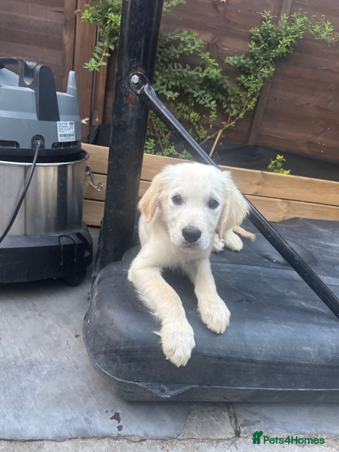 Golden Retriever dogs for sale: Beautiful April Fools Day Golden Retriever Puppies - Image 2