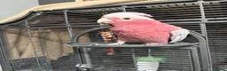 Cockatoo birds for sale: Galah cockatoo in Halifax - Advert 5