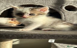 Persian cats for sale: mixed bombay and persian kittens  - Image 35