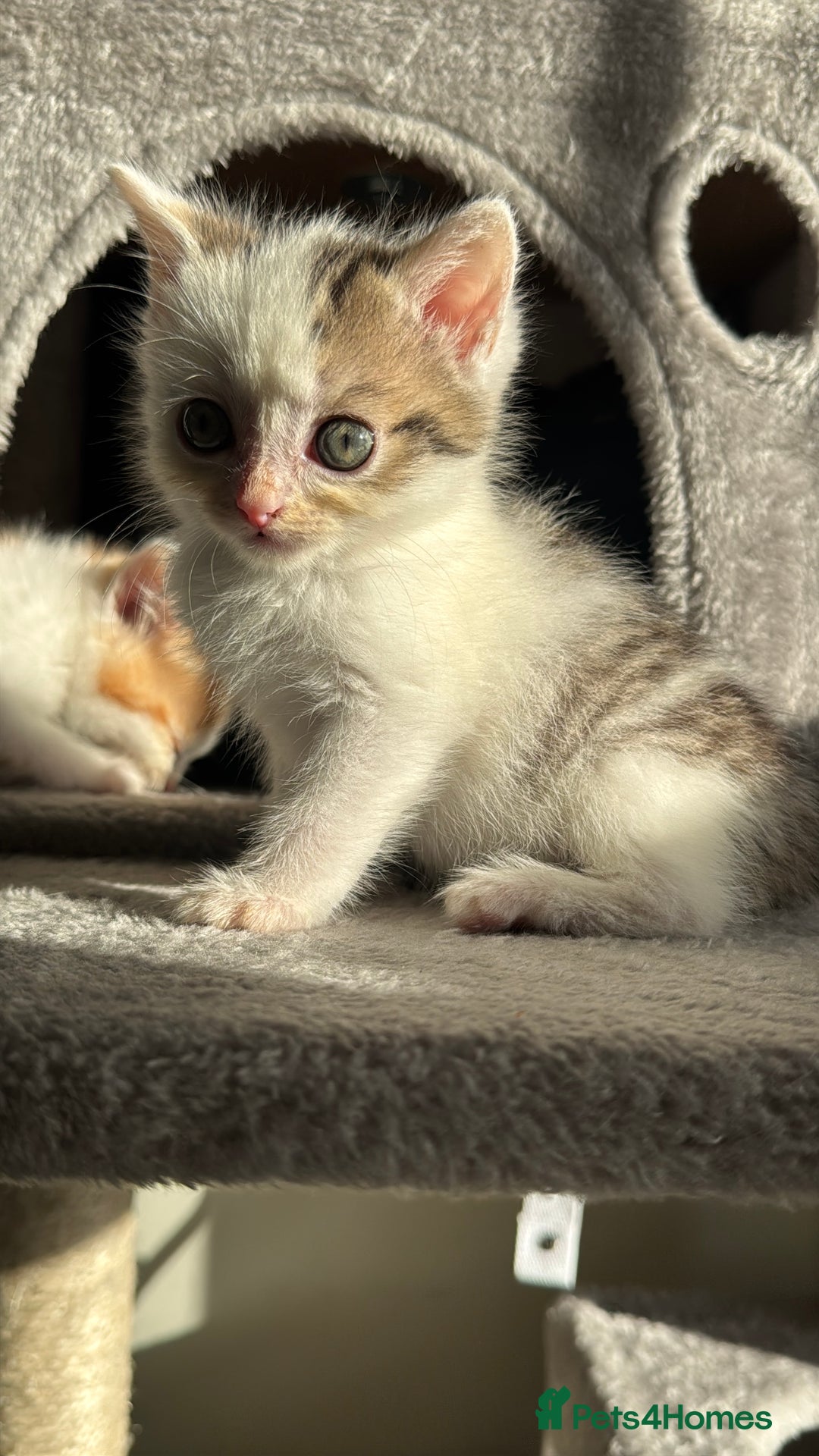 Persian cats for sale: mixed bombay and persian kittens  - Image 35