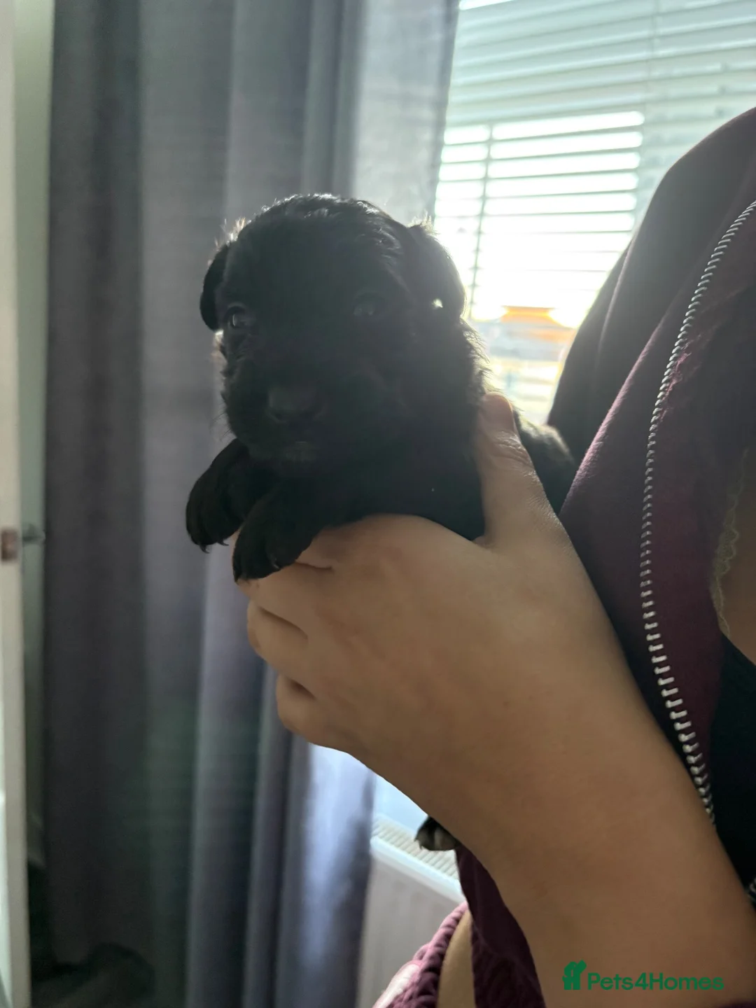 Mixed Breed dogs for sale: Collie mix  - Advert 2