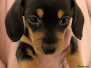 Miniature Dachshund dogs Miniature dashund puppies reserving now - Advert 5