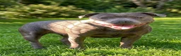 Staffordshire Bull Terrier dogs for sale: SIMPLY STUNNING COI 5.8%  - Advert 7