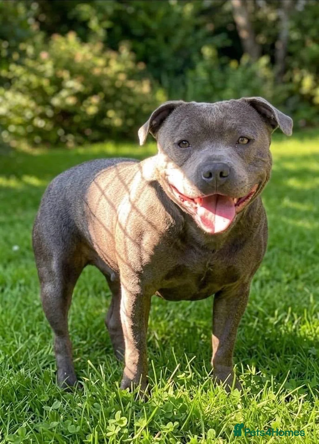 Staffordshire Bull Terrier dogs for sale: SIMPLY STUNNING COI 5.8%  - Advert 7