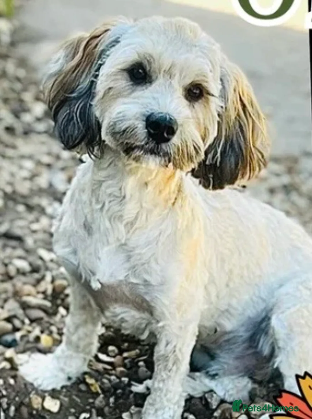 Maltipoo dogs for stud: 🌟HEALTH TESTED QUALITY STUDS IN LINCOLNSHIRE 🌟 - Advert 2