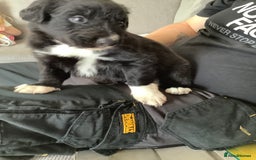 Border Collie dogs for sale: Border collie puppies  - Image 8