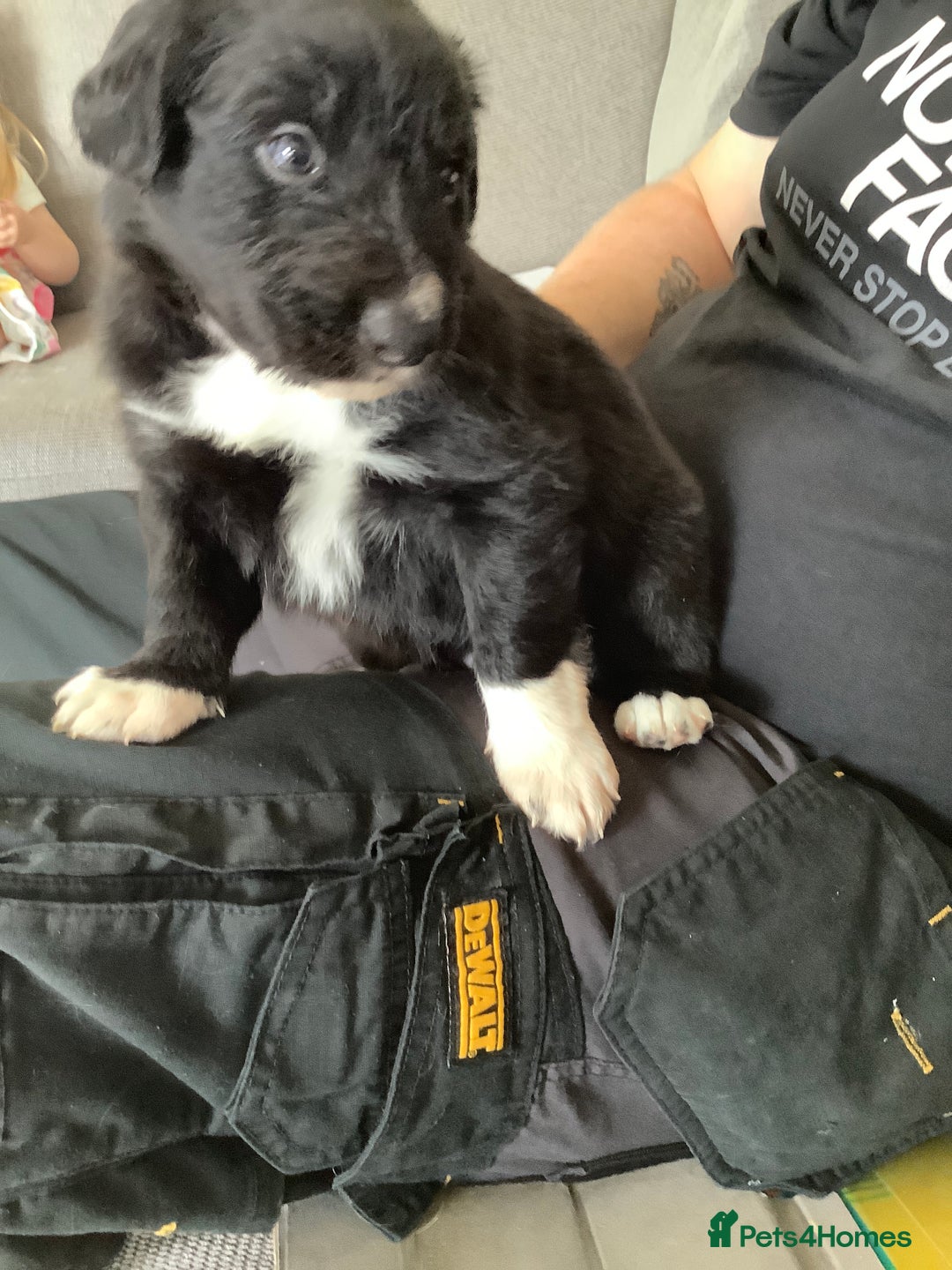 Border Collie dogs for sale: Border collie puppies  - Image 8