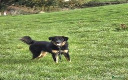 Mixed Breed dogs for adoption: Buddy Needs a Very Special Home - Image 9