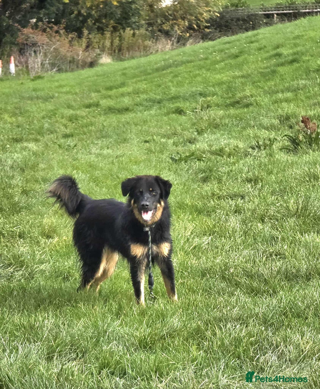 Mixed Breed dogs for adoption: Buddy Needs a Very Special Home - Image 9
