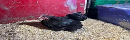 Chickens poultry for sale: Pekin pullets  - Advert 6
