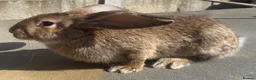 Continental Giant rabbits for sale: Giant ready to go now 12 weeks old  - Advert 11