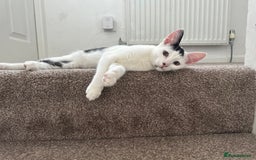 Domestic Shorthair cats for sale: Milo - rehoming - Image 1