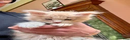 Maine Coon cats for sale: Maine coon kittens  - Advert 24