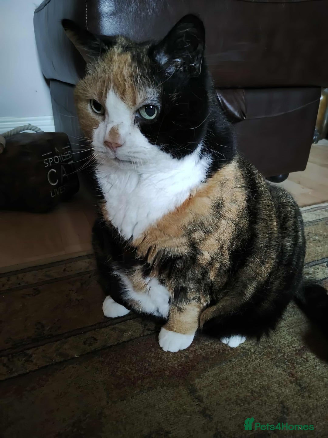 Mixed Breed cats for adoption: Meet Lucy & Lily – Looking for a Retirement Home - Image 5