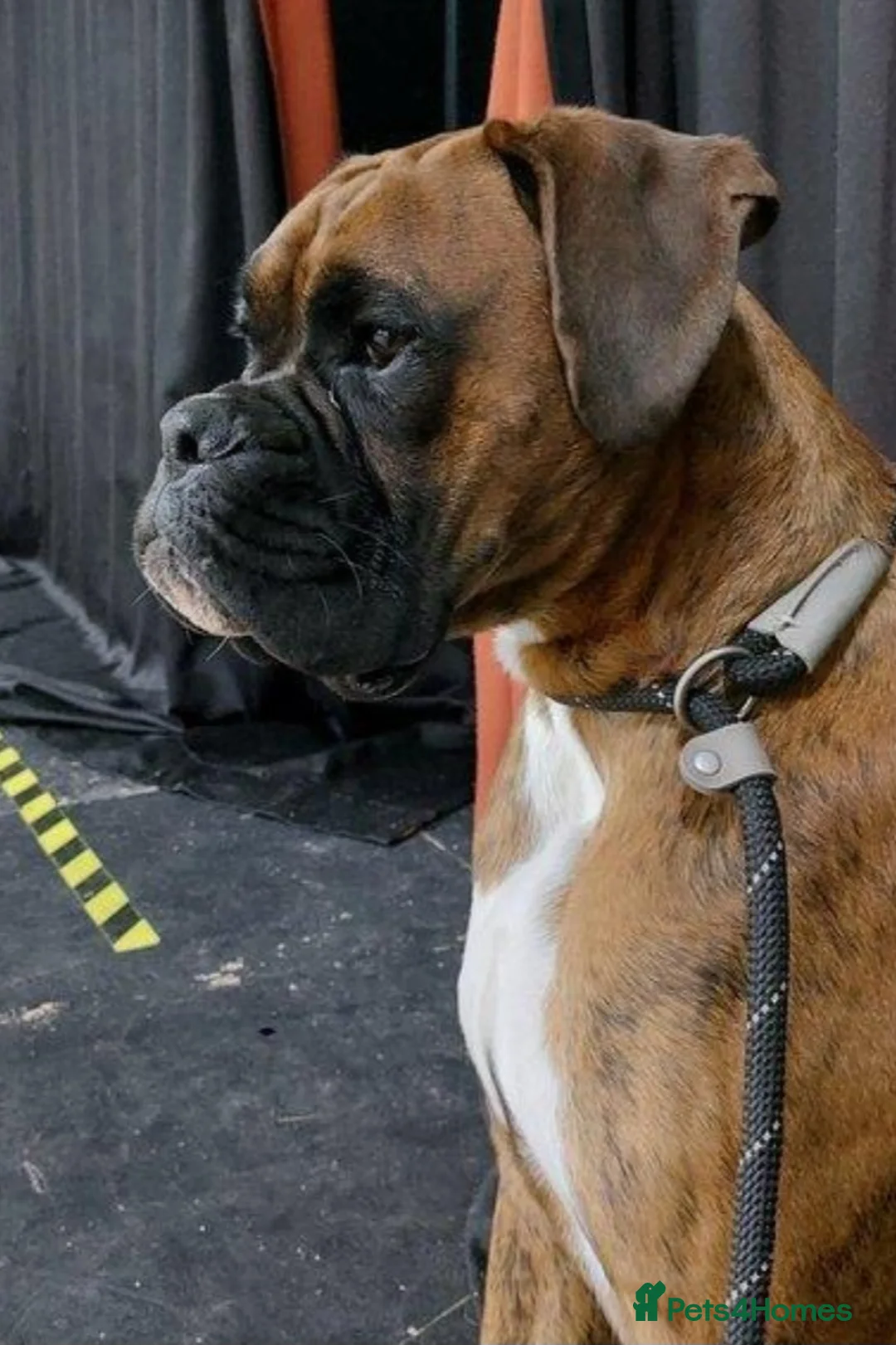 Boxer dogs for stud: Tiger brindle boxer st stud in Yarm - Advert 2