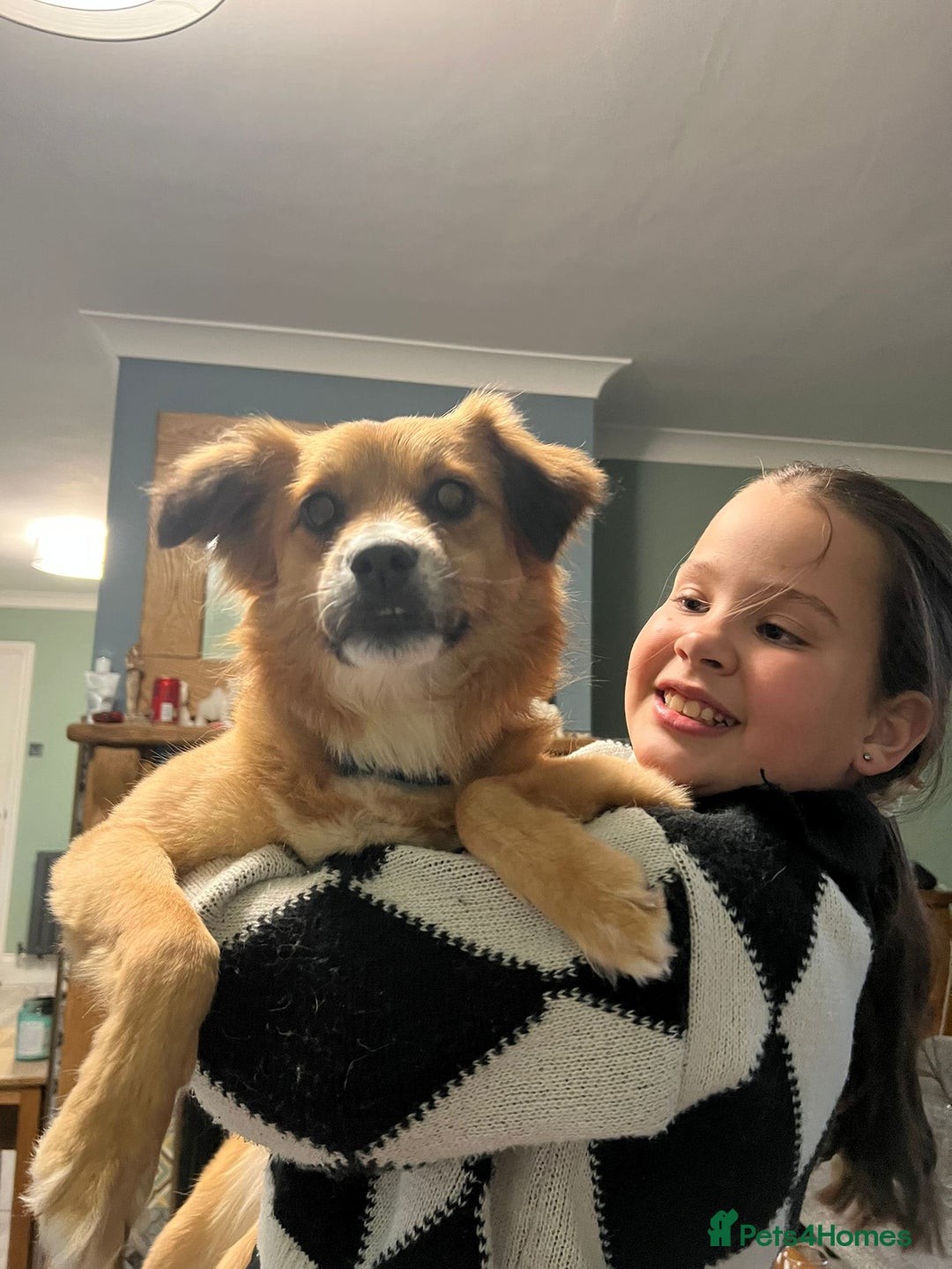 Mixed Breed dogs for adoption: Meet REMI - a Lovely Boy for a Loving Home - Image 1