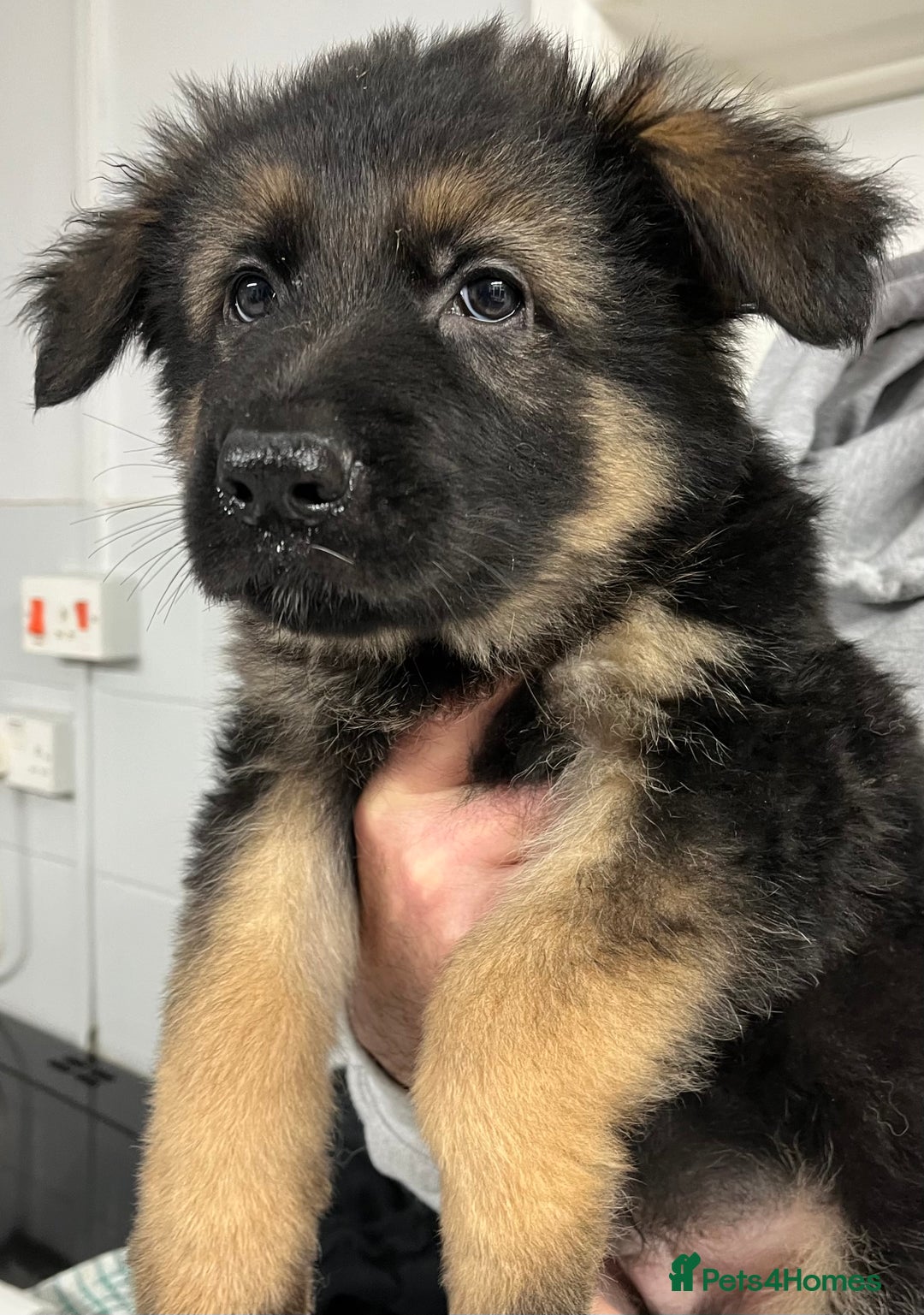 German Shepherd dogs for sale: Gorgeous pure German Shepherd Puppies  - Advert 12