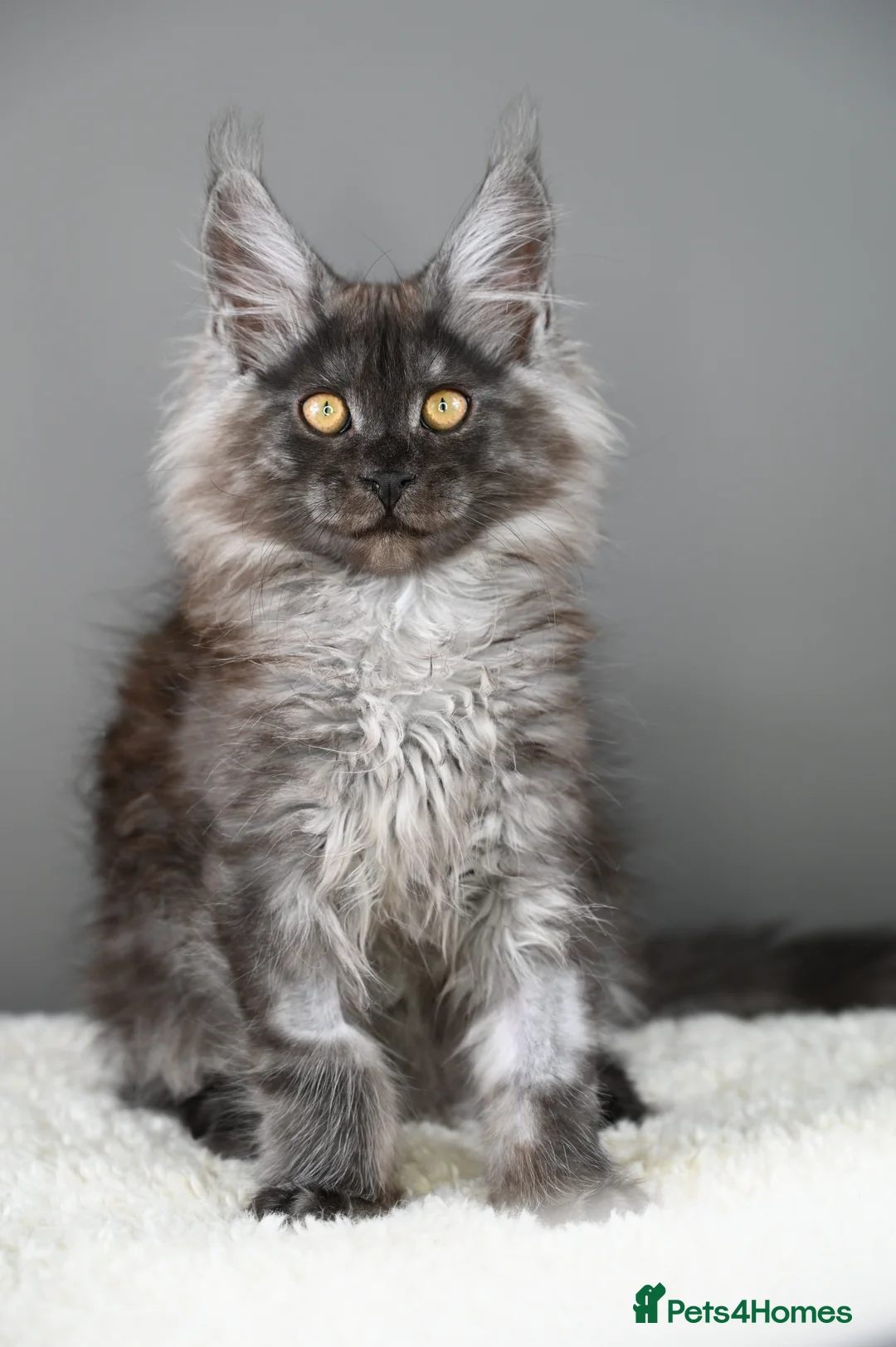 Maine Coon cats for sale: 🧬 STUNNING KITTENS - TICA REGISTERED 🎖️ - Advert 3
