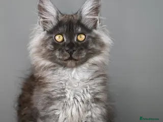 Maine Coon cats 🧬 STUNNING Smoke kittens - TICA REGISTERED 🎖️ - Advert 10