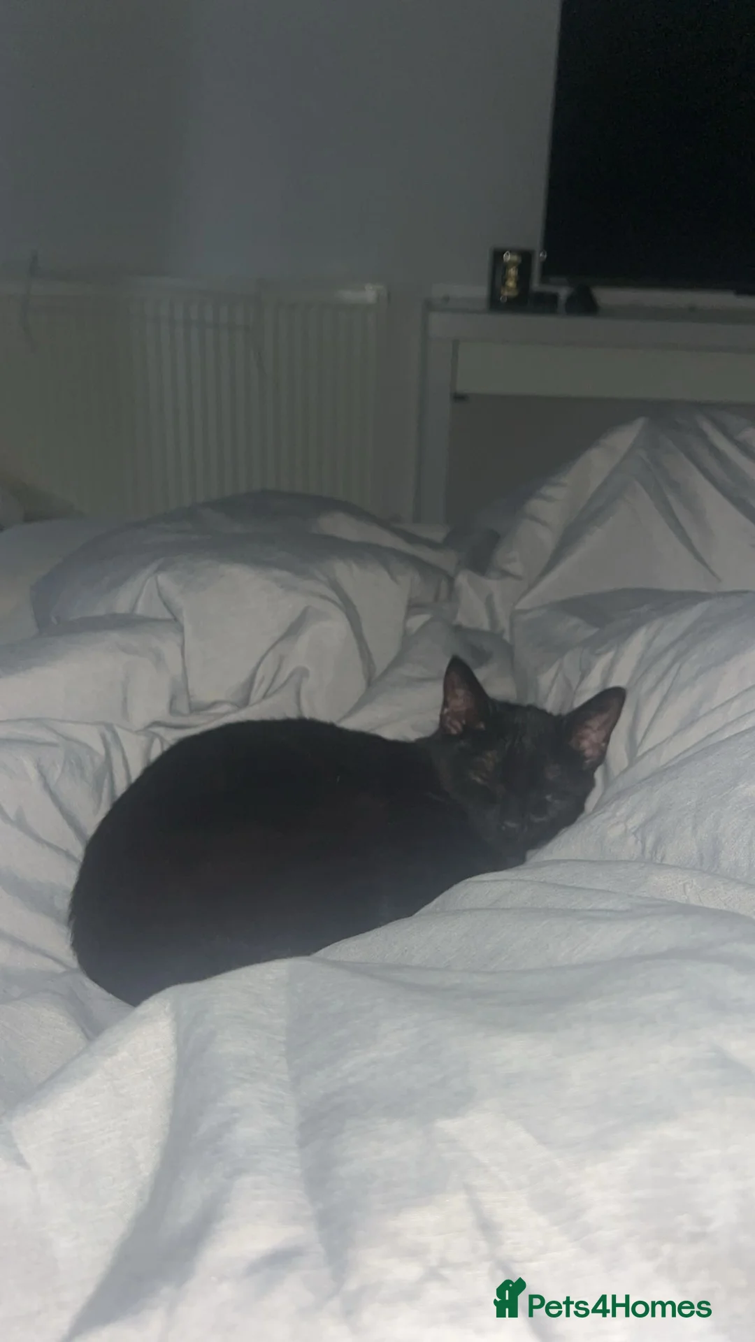 Bombay cats for sale: Female Bombay Black Kitten - Advert 2