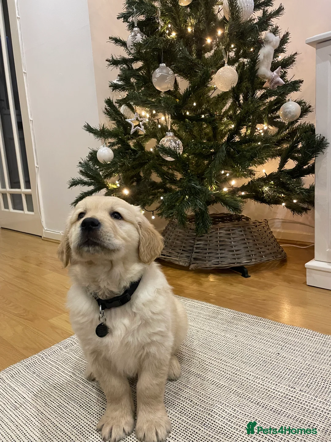 Golden Retriever dogs for stud: Golden Retriever for stud in Oswestry - Advert 7