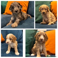 Cockapoo dogs - Advert 2