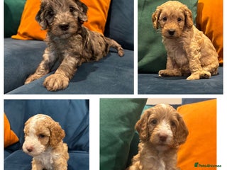 Cockapoo dogs - Advert 3