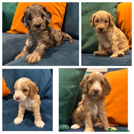 Cockapoo dogs - Advert 1