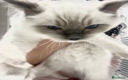 Ragdoll cats for sale: TICA RARE ENTIRE MALE! BLUE POINT MIT CHAMP BLOOD - Image 12