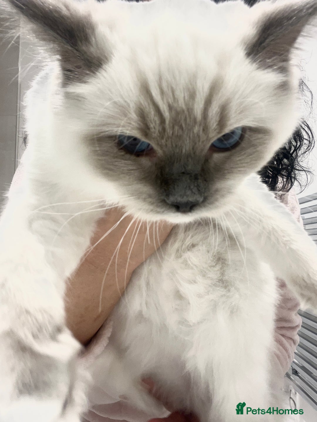 Ragdoll cats for sale: TICA RARE ENTIRE MALE! BLUE POINT MIT CHAMP BLOOD - Image 12