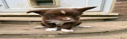 Border Collie dogs for sale: Border collie puppies  in Hayes - Advert 7