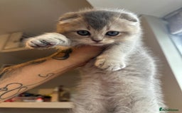 Scottish Fold cats for sale: Scottish Fold Boy - Image 3