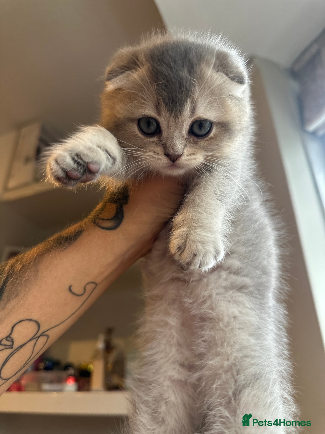 Scottish Fold cats for sale: Scottish Fold Boy - Image 3