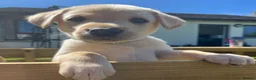 Labrador Retriever dogs for sale: Stunning lab puppies  - Advert 19