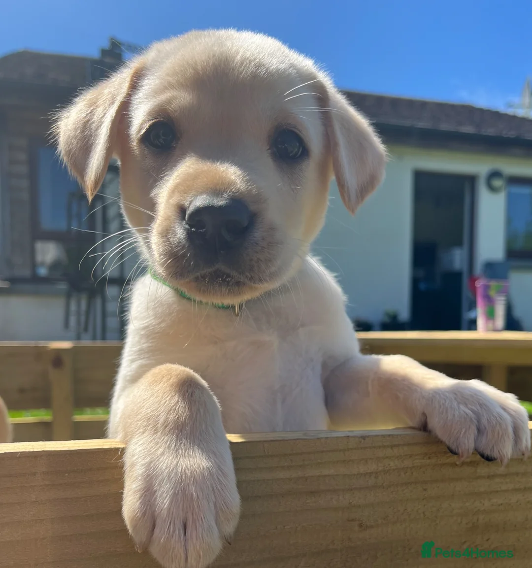 Labrador Retriever dogs for sale: Stunning lab puppies  - Advert 19