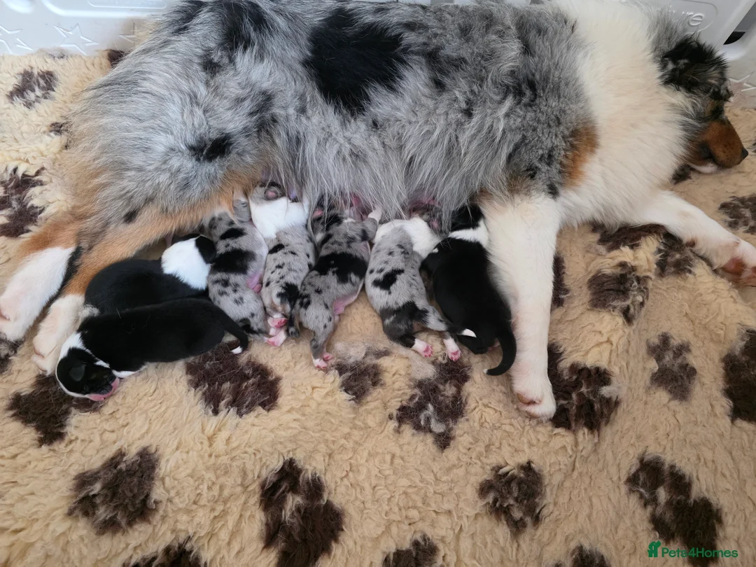 Australian Shepherd dogs for stud: Proven Australian Shepherd Stud - Advert 6