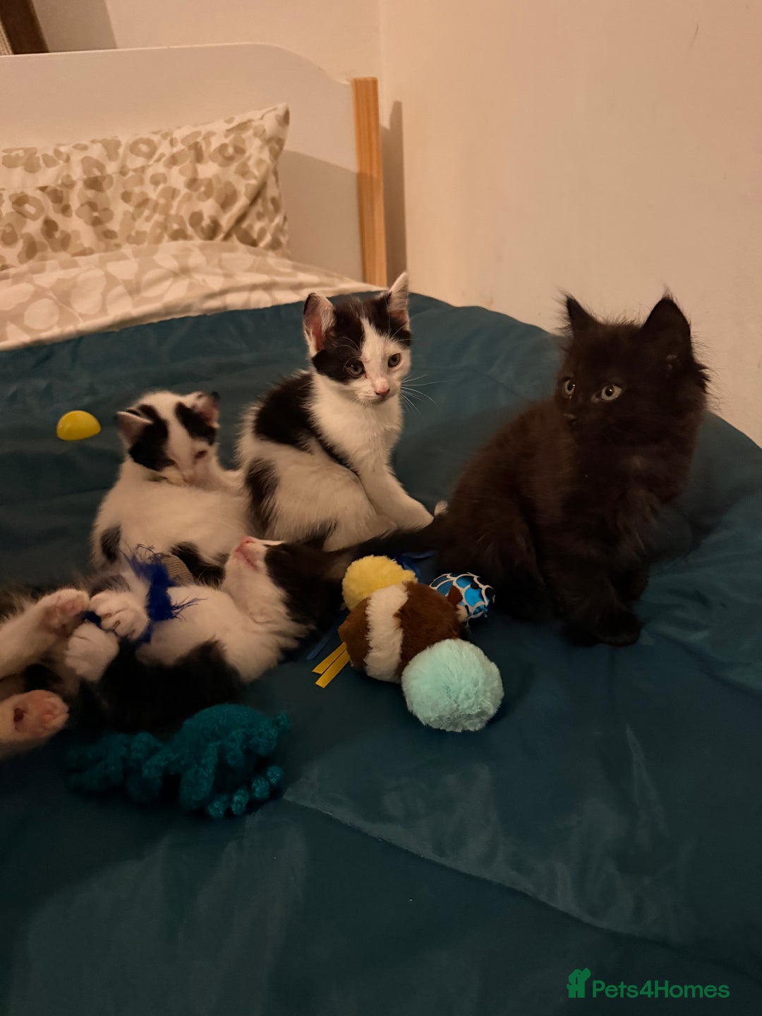 British Shorthair cats for sale: 4 adorable black and white kittens - Advert 10