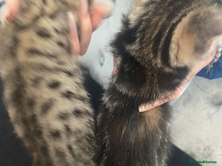Bengal cats 4 bengals 2 black/white ready in time for ** - Advert 5
