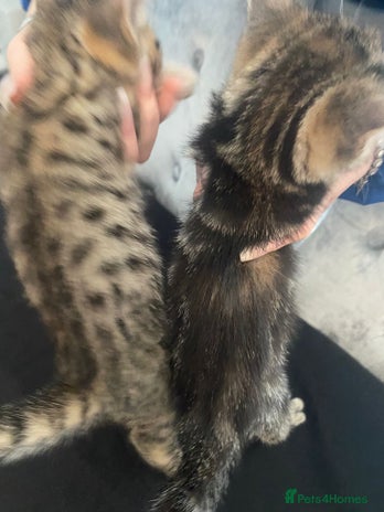 Bengal cats 4 bengals 2 black/white ready in time for ** - Advert 2