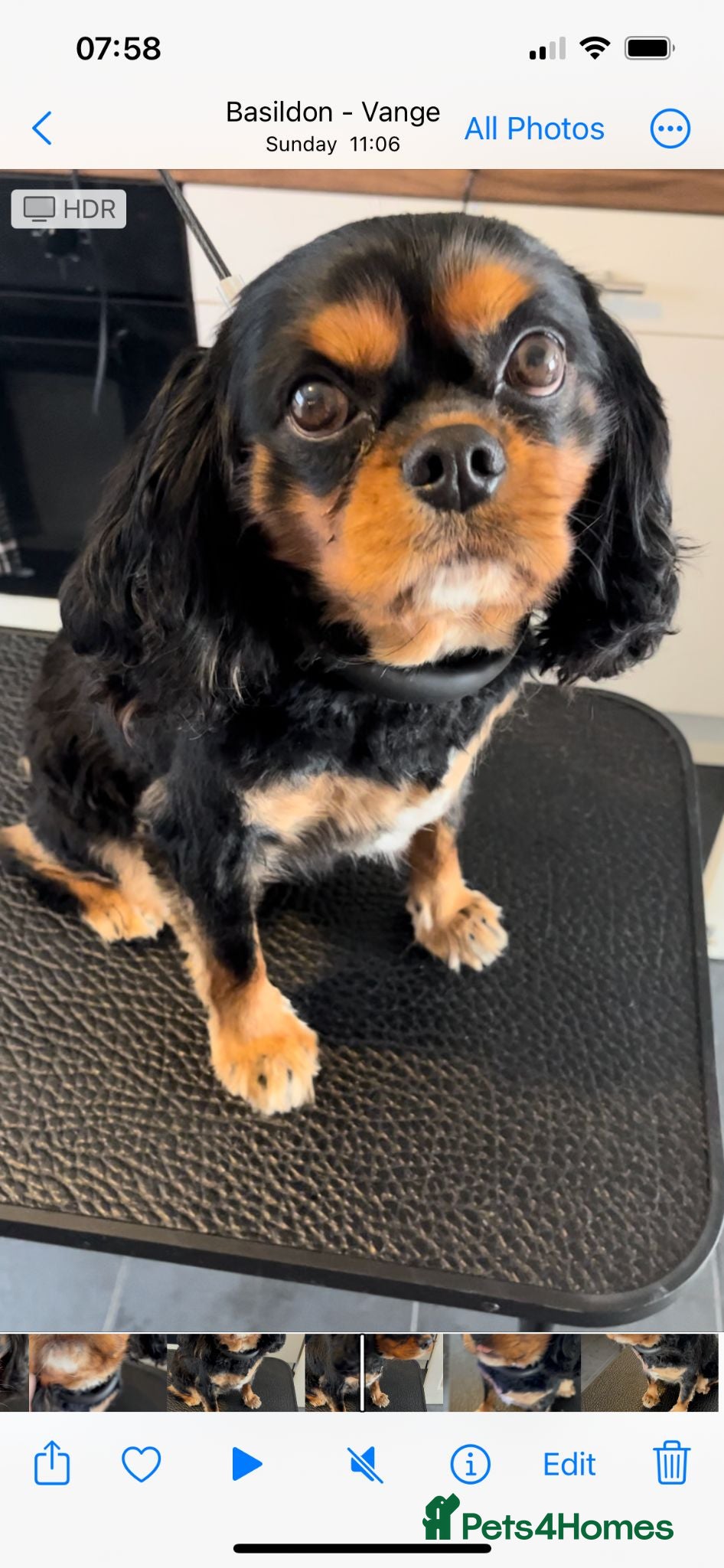 Cavalier King Charles Spaniel dogs Cavalier king charles for rehoming  - Advert 2