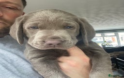 Labrador Retriever dogs for sale: Silver, Charcoal, Champagne Labrador Puppies  - Image 9