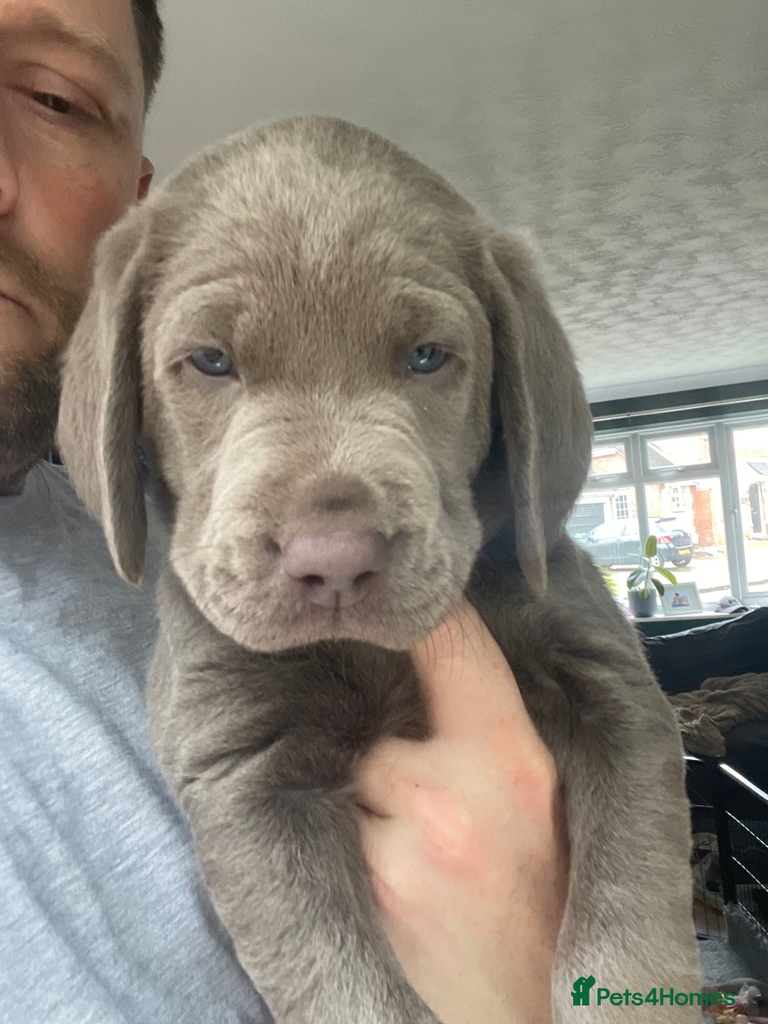 Labrador Retriever dogs for sale: Silver, Charcoal, Champagne Labrador Puppies  - Image 9